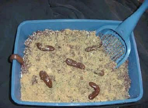 Kitty Liter Cake Recipe
 Grossest Halloween Recipe… The Kitty Litter Cake