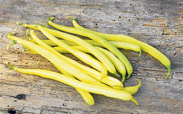 Lean Green Bean
 How to grow a lean green French bean Telegraph