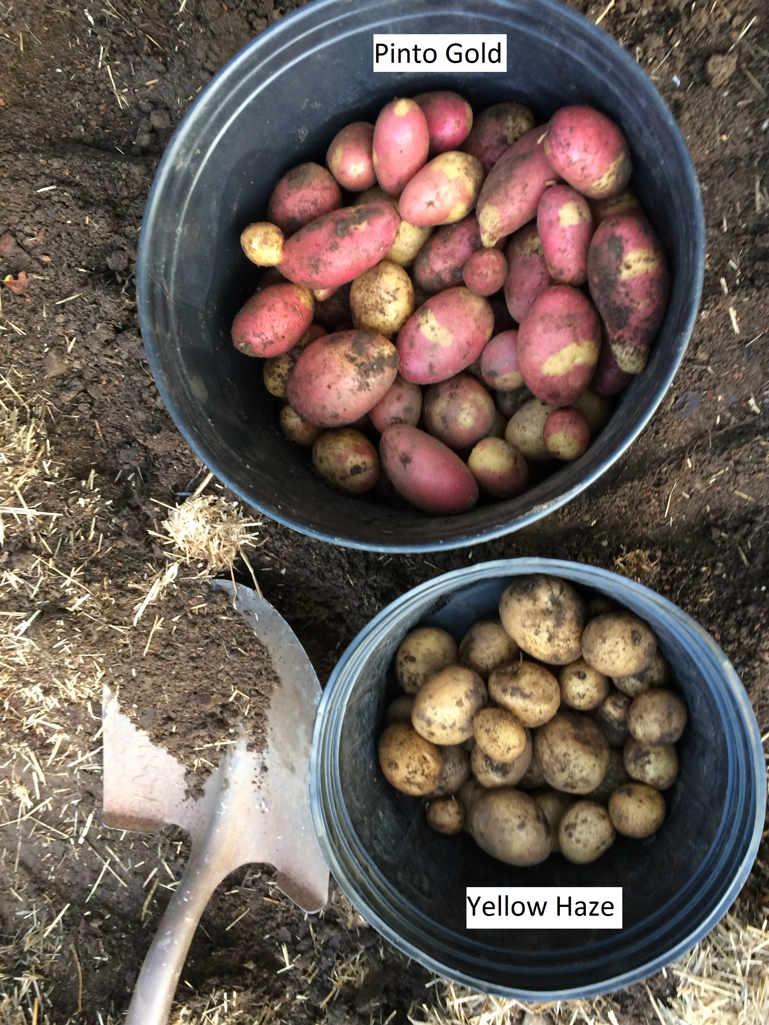 Maine Potato Lady
 The Maine Potato Lady General Gardening Growing Fruit