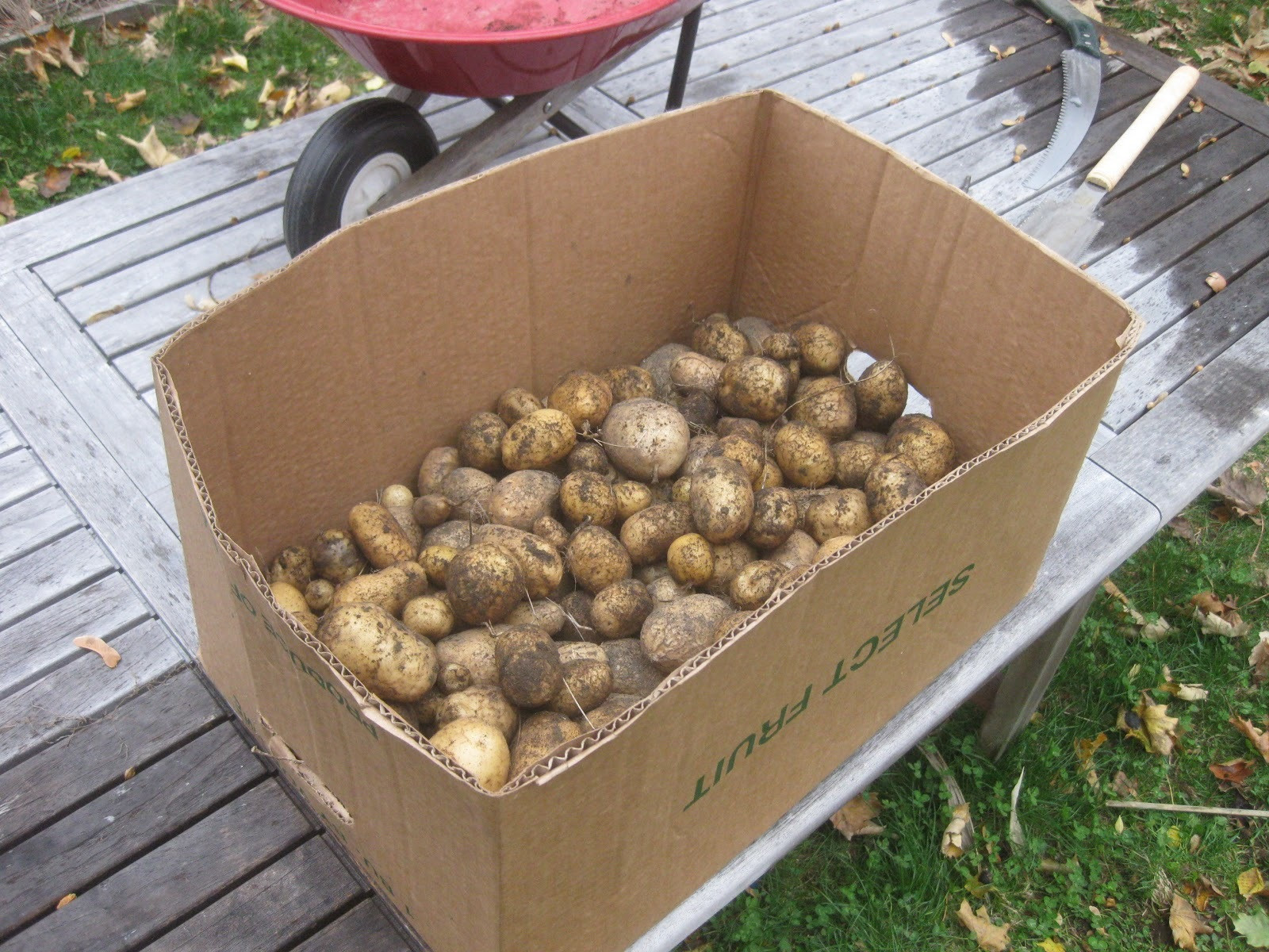 Maine Potato Lady
 The Maine Potato Lady General Gardening Growing Fruit