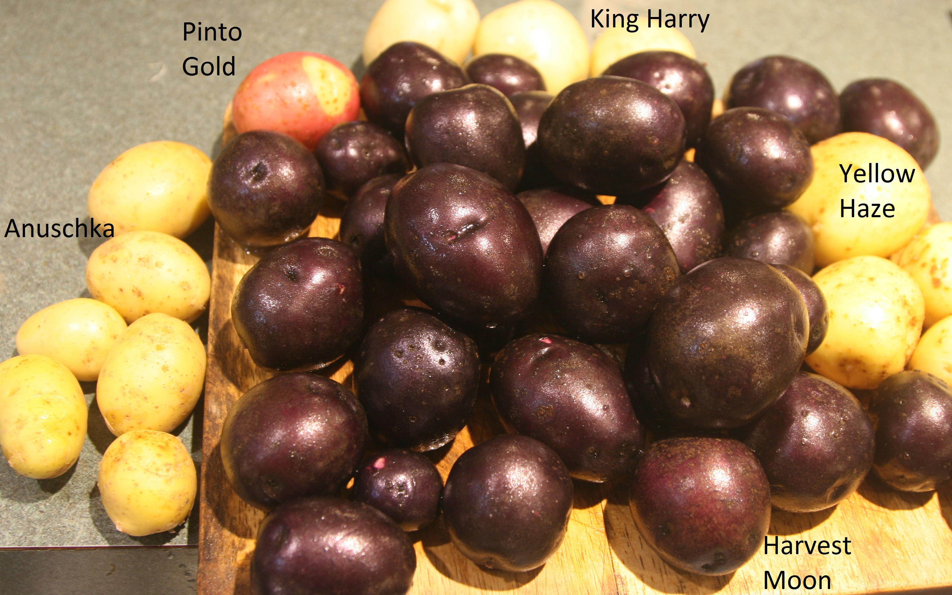 Maine Potato Lady
 The Maine Potato Lady General Gardening Growing Fruit