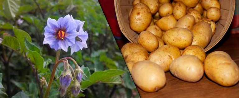 Maine Potato Lady
 Potato ions The Maine Potato Lady