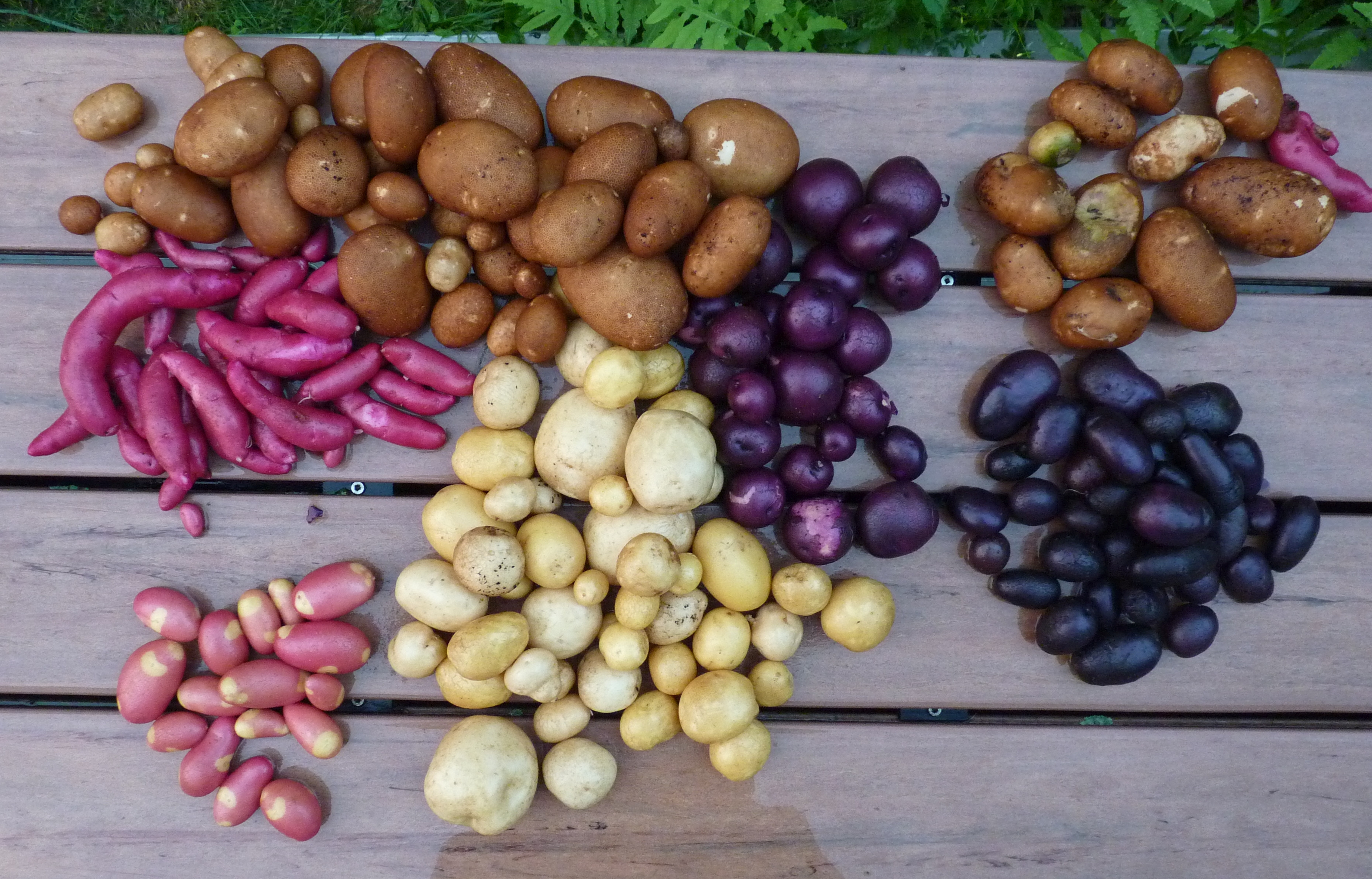 Maine Potato Lady
 The Maine Potato Lady General Gardening Growing Fruit