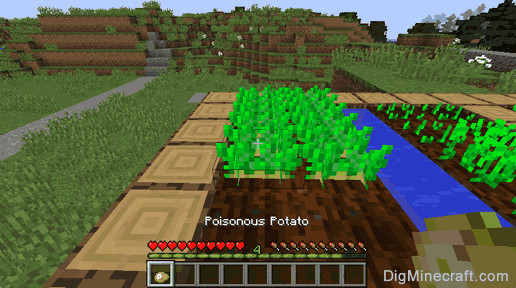 Minecraft Poison Potato
 How to make a Poisonous Potato in Minecraft