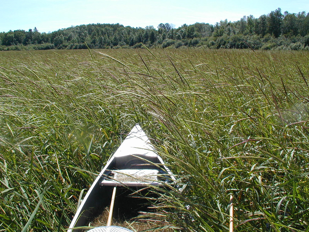 Minnesota Wild Rice
 Canoe and Minnesota wild rice