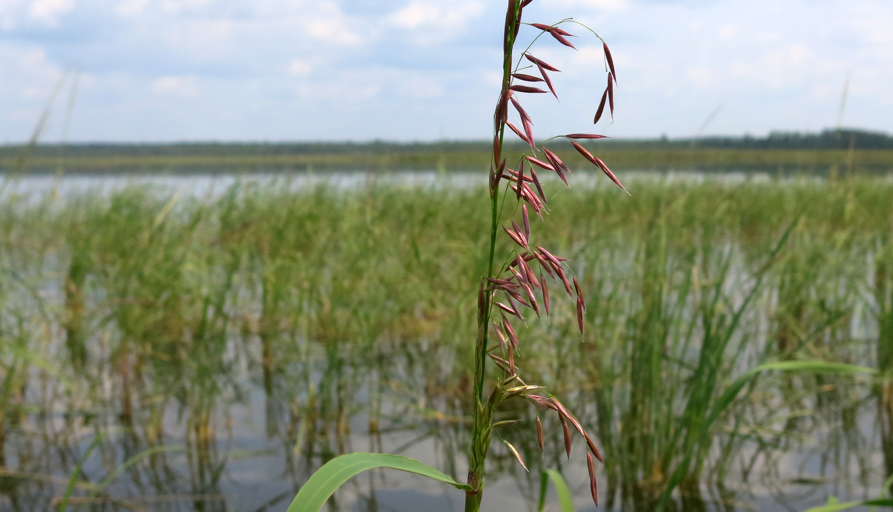 Minnesota Wild Rice
 McCollum blasts new wild rice plan