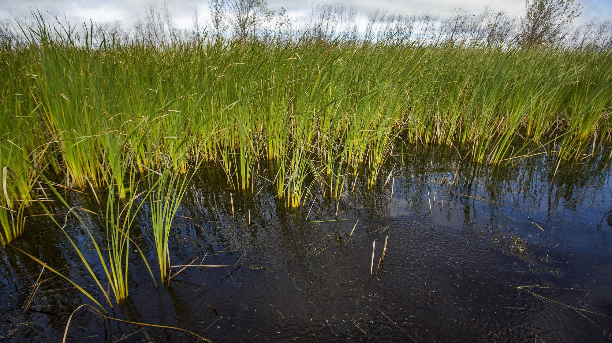 Minnesota Wild Rice
 ce nearly wiped out by pollution wild rice is ing