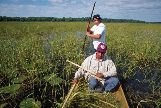 Minnesota Wild Rice
 Wild rice plant