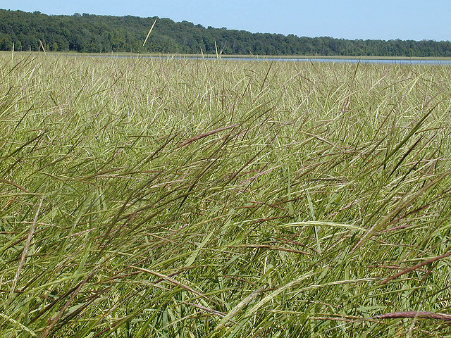 Minnesota Wild Rice
 Minnesota State Grain