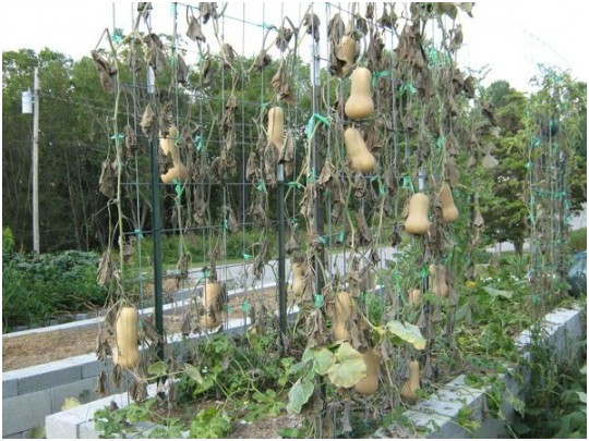 Mom'S Zucchini Bread
 Mom s Pineapple zucchini Bread Unique Pumpkin Trellis 0d