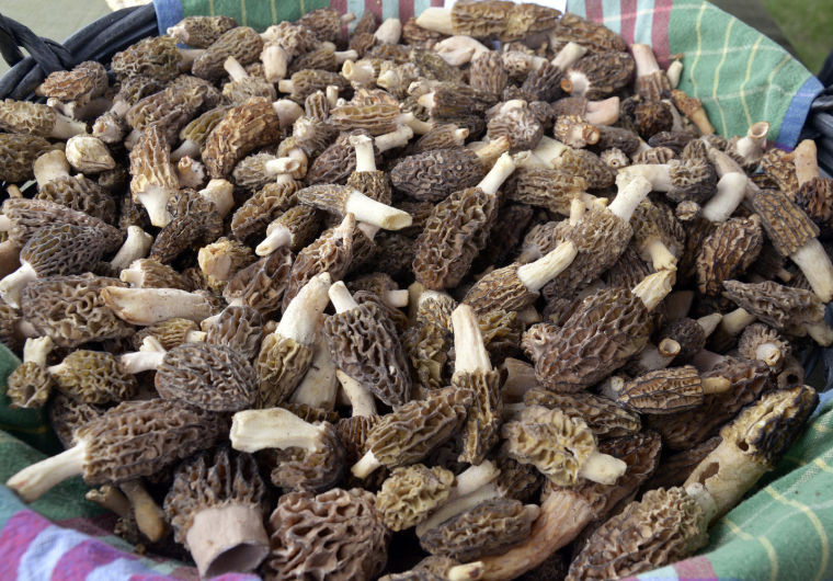 Morel Mushrooms For Sale
 54th National Morel Mushroom Festival in Boyne City