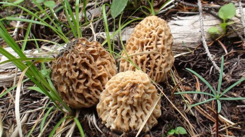 Morel Mushrooms For Sale
 2015 Mushroom Contest Dried Morels Dried Porcini