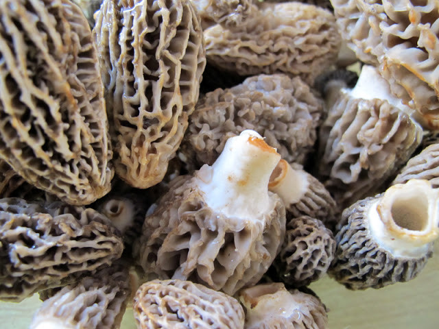 Morel Mushrooms For Sale
 letter blocks say what Recipe of the Week Pan Fried