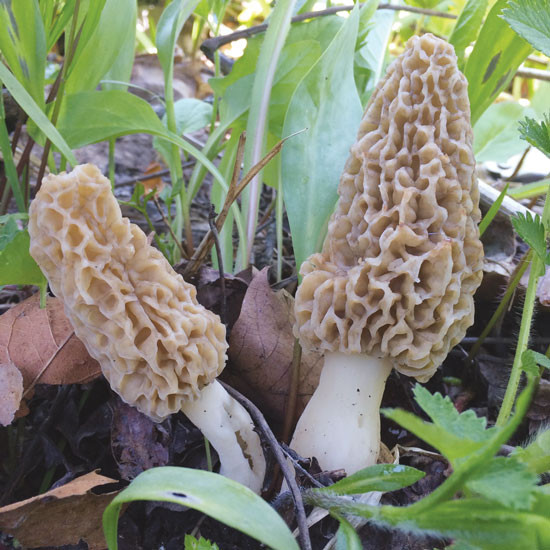 Morel Mushrooms For Sale
 Foraging Morel Mushrooms Nature and Environment MOTHER