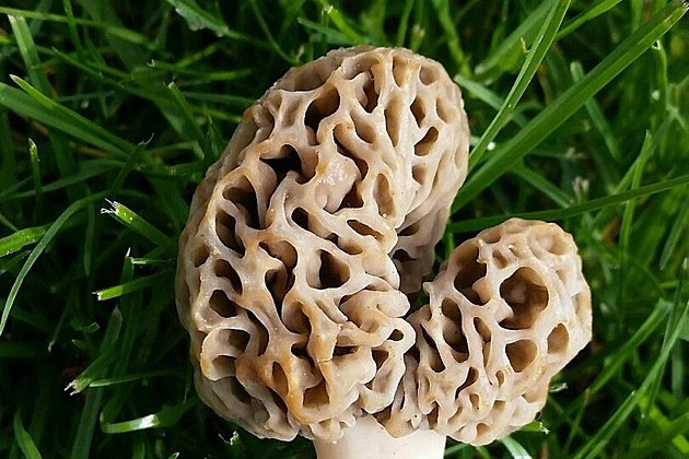 Morel Mushrooms For Sale
 Michigan Shaped Morel Mushroom For Sale on eBay