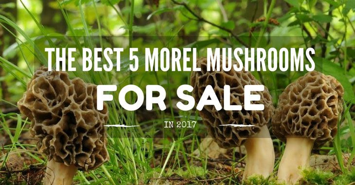 Morel Mushrooms For Sale
 THE BEST 5 MOREL MUSHROOMS FOR SALE IN 2017