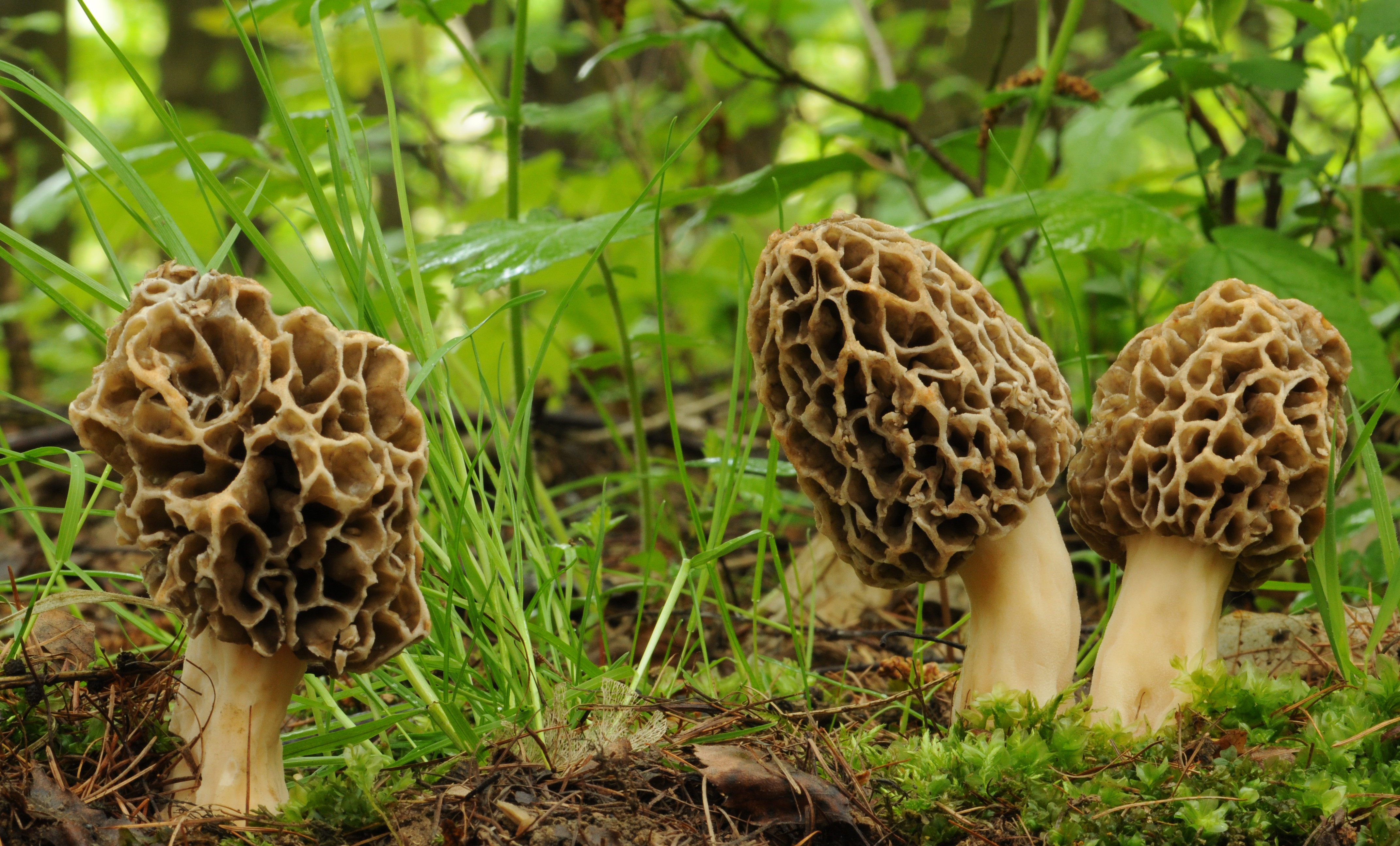 Morel Mushrooms Picture
 Can Morel Mushrooms Pop Up Overnight [VIDEO]