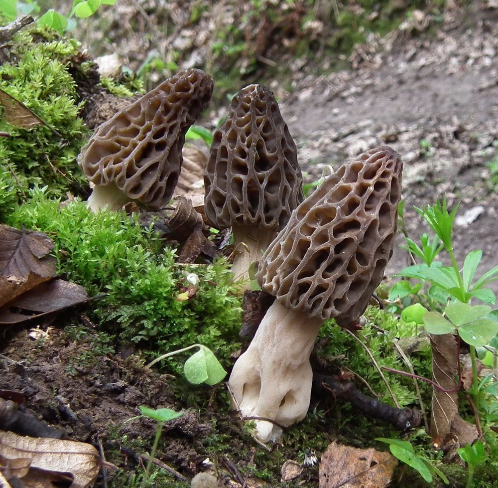 Morel Mushrooms Picture
 30 g Sterile BLACK MOREL Morchella conica Mushroom Spores