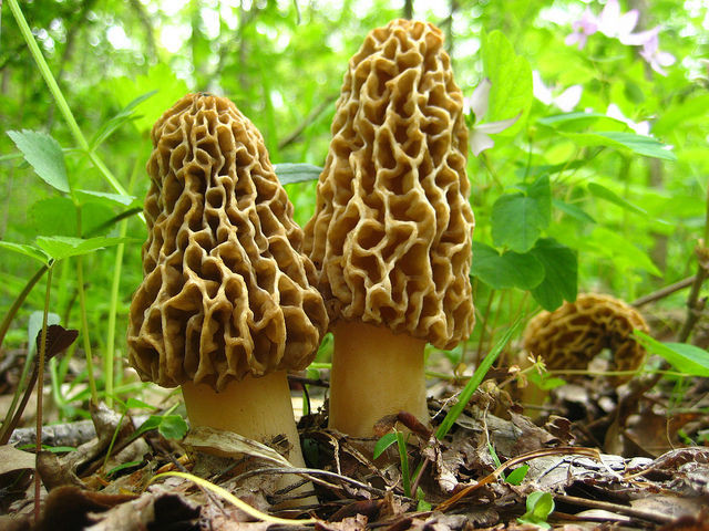 Morel Mushrooms Picture
 30 g BLACK MOREL Spawn Morchella elata Seeds Spores