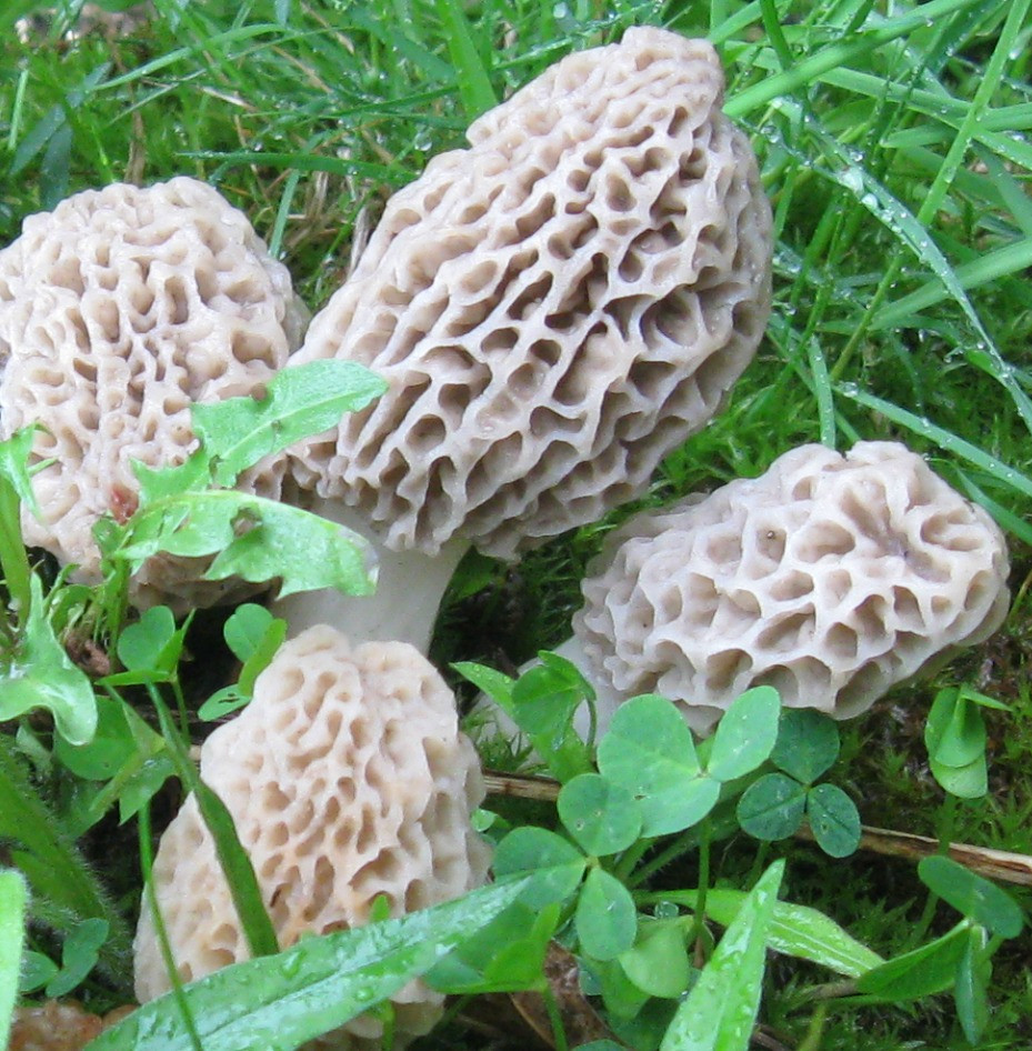 Morel Mushrooms Picture
 Foraging Morel Mushrooms How to Find Identify Preserve