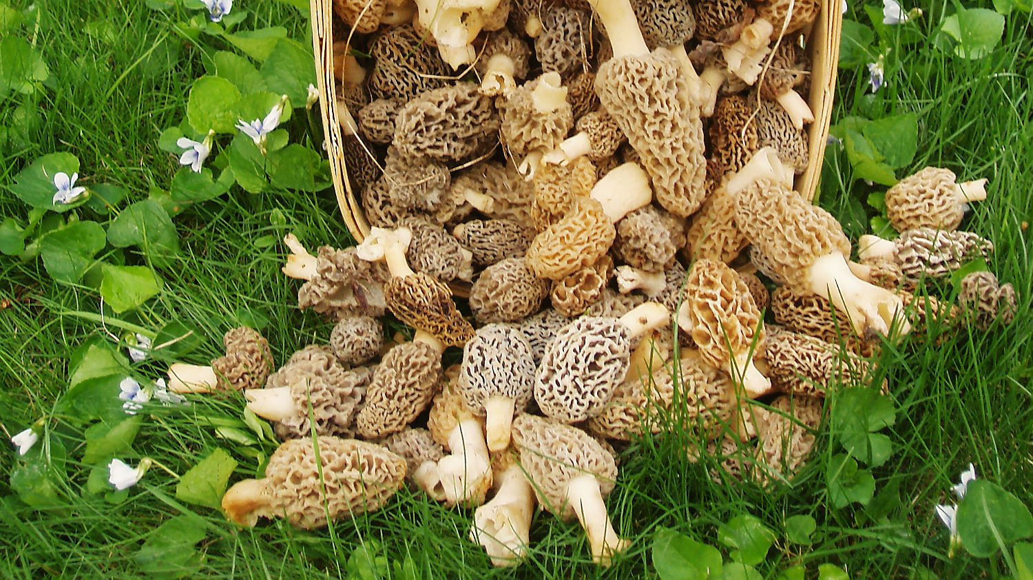 Morel Mushrooms Picture
 Morel mushroom warning prices could drop 50 per cent