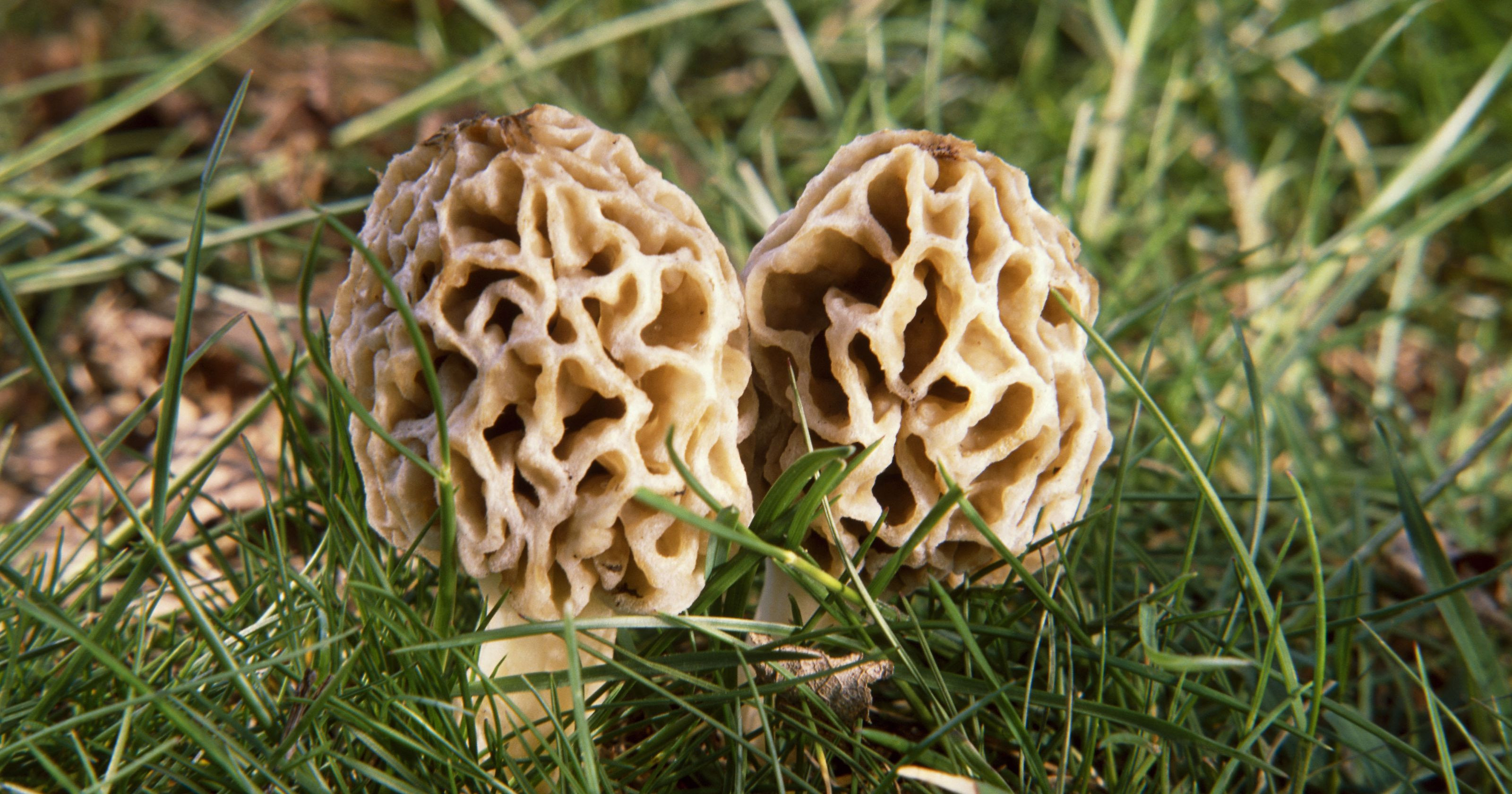Morel Mushrooms Picture
 New map may help morel hunters triumph