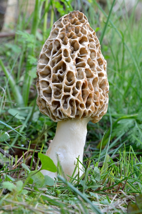 Morel Mushrooms Picture
 Wild Morel Mushrooms ‘Tis the Season Says Shiitake Mama