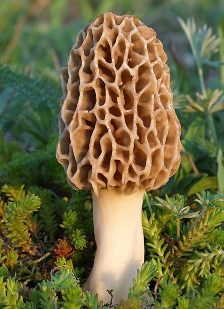 Morel Mushrooms Picture
 35 g Dry Mycelium Morel Mushrooms Morels Dry Spores Seeds