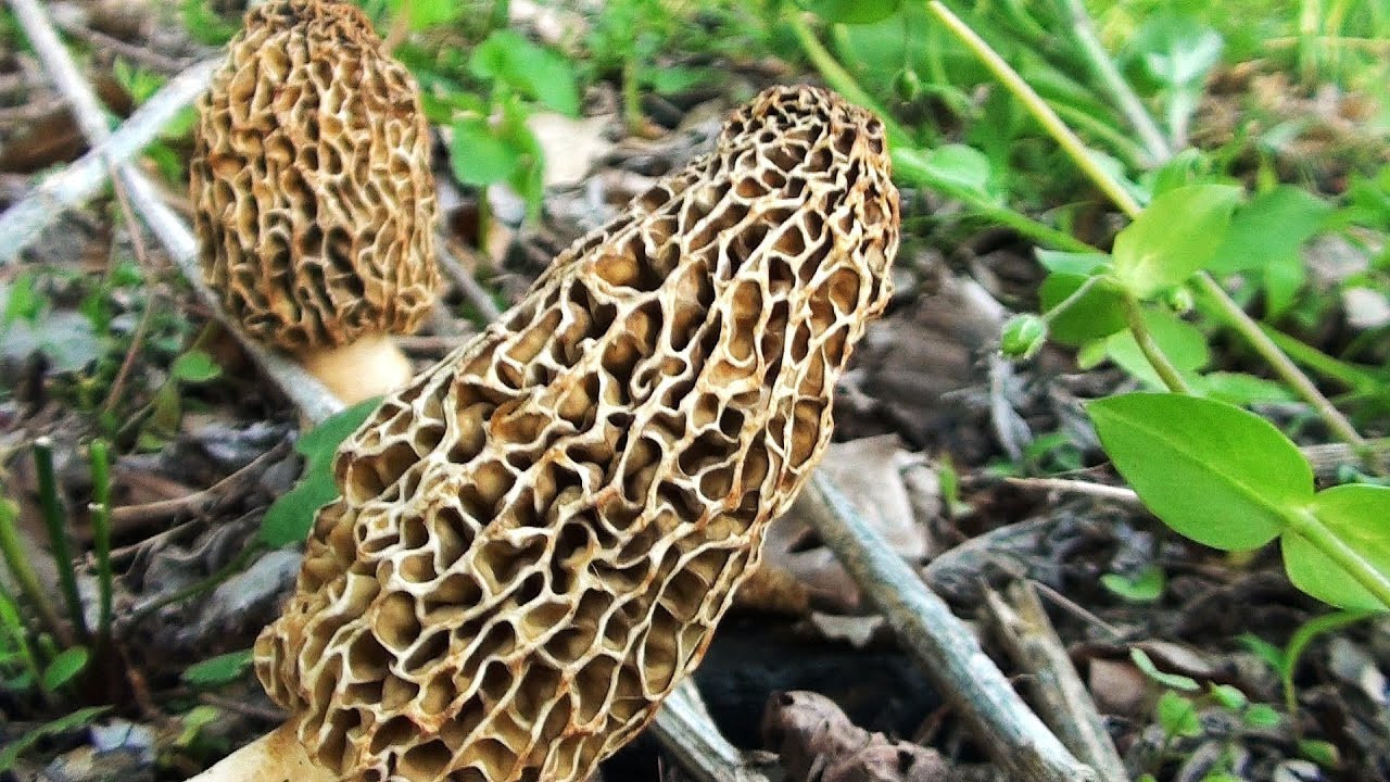 Morel Mushrooms Picture
 Morel Mushroom Hunting 2013