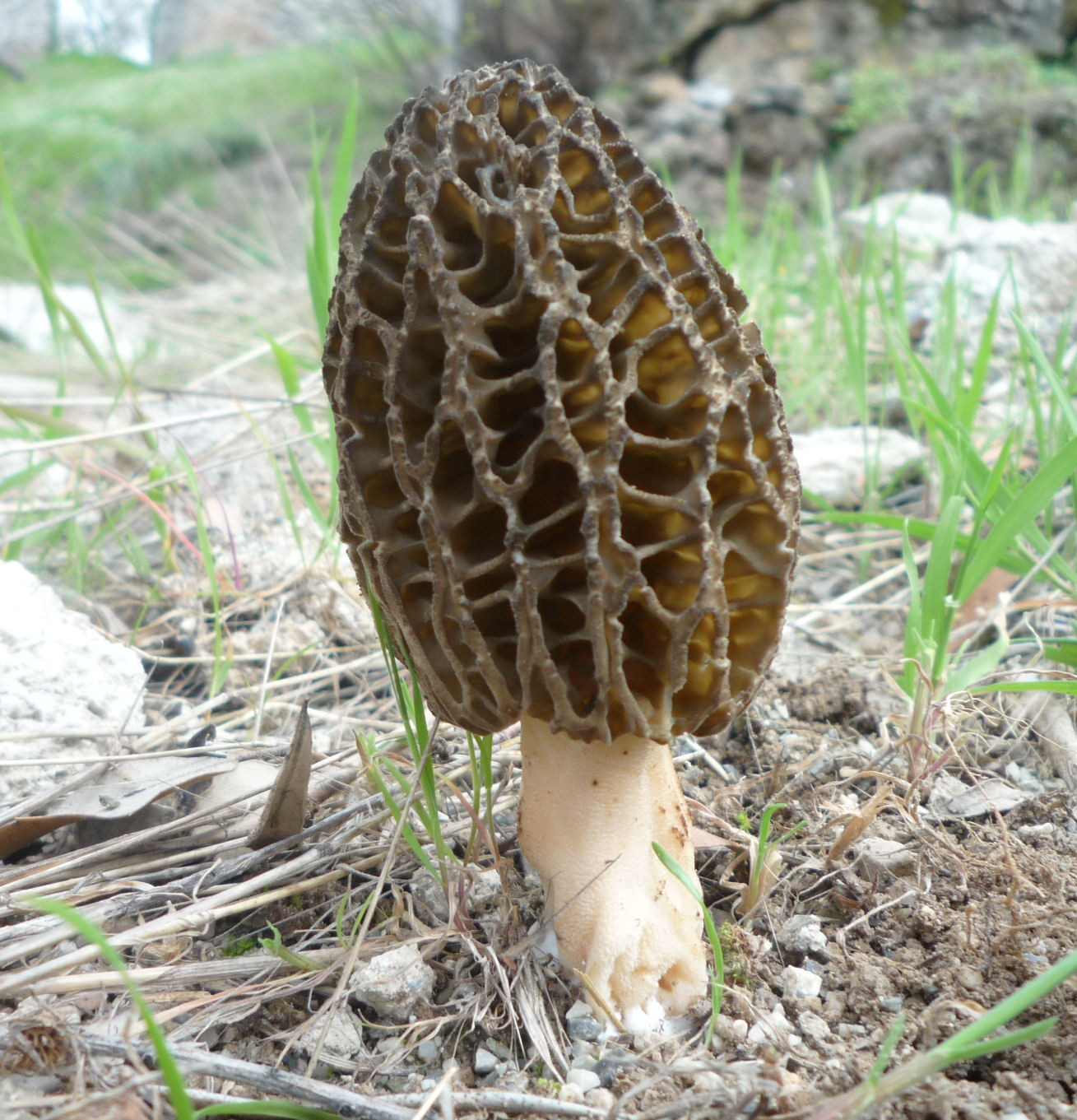 Morel Mushrooms Picture
 Morel Mushroom Cortijo de la PlataCortijo de la Plata