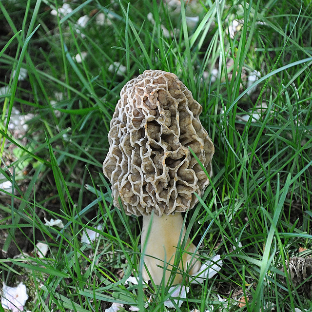 Morel Mushrooms Picture
 Morel Mushroom