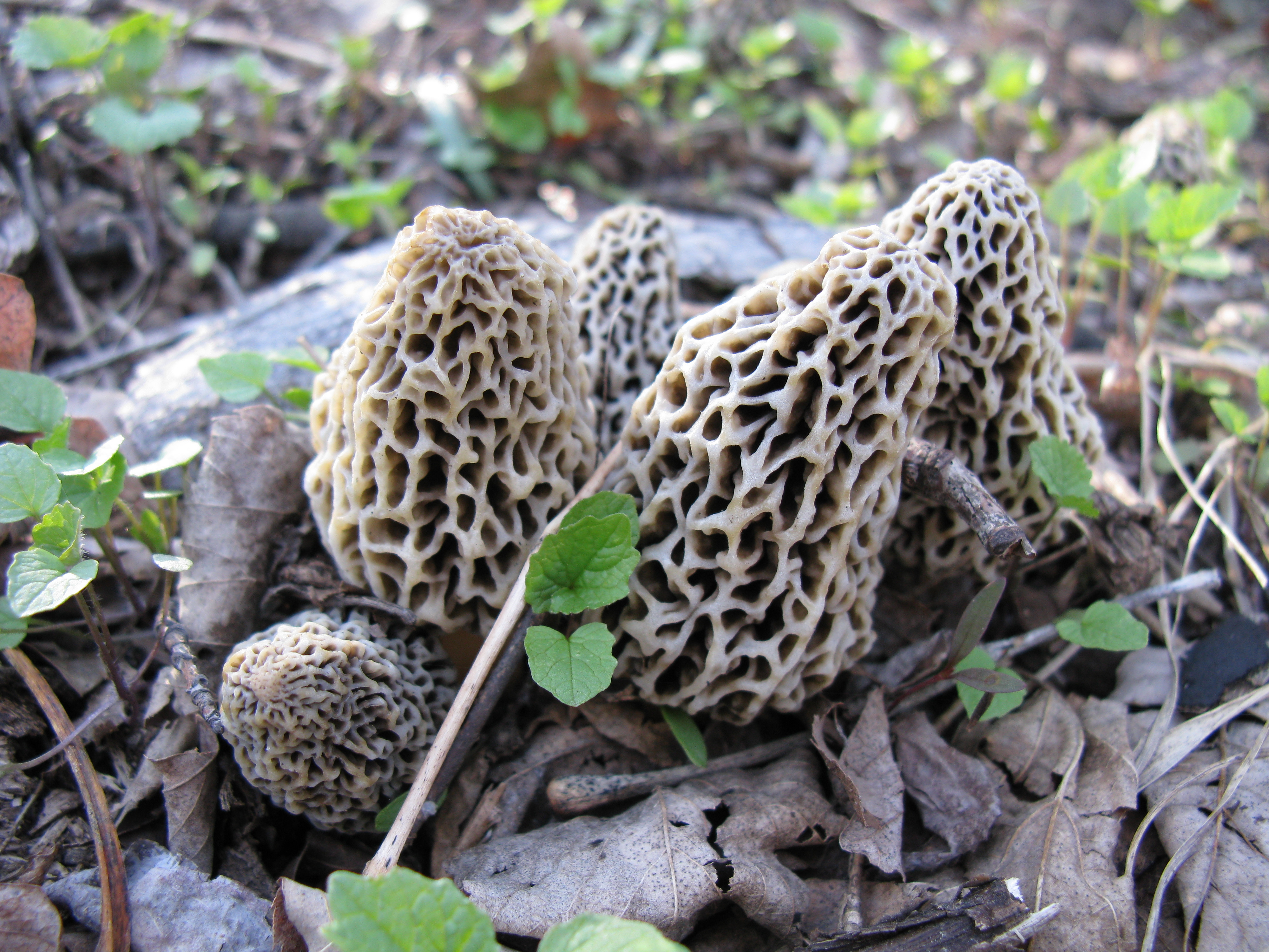 Morel Mushrooms Picture
 Morel Mushrooms Hocking Hills’ Hidden Treasures The Chalets