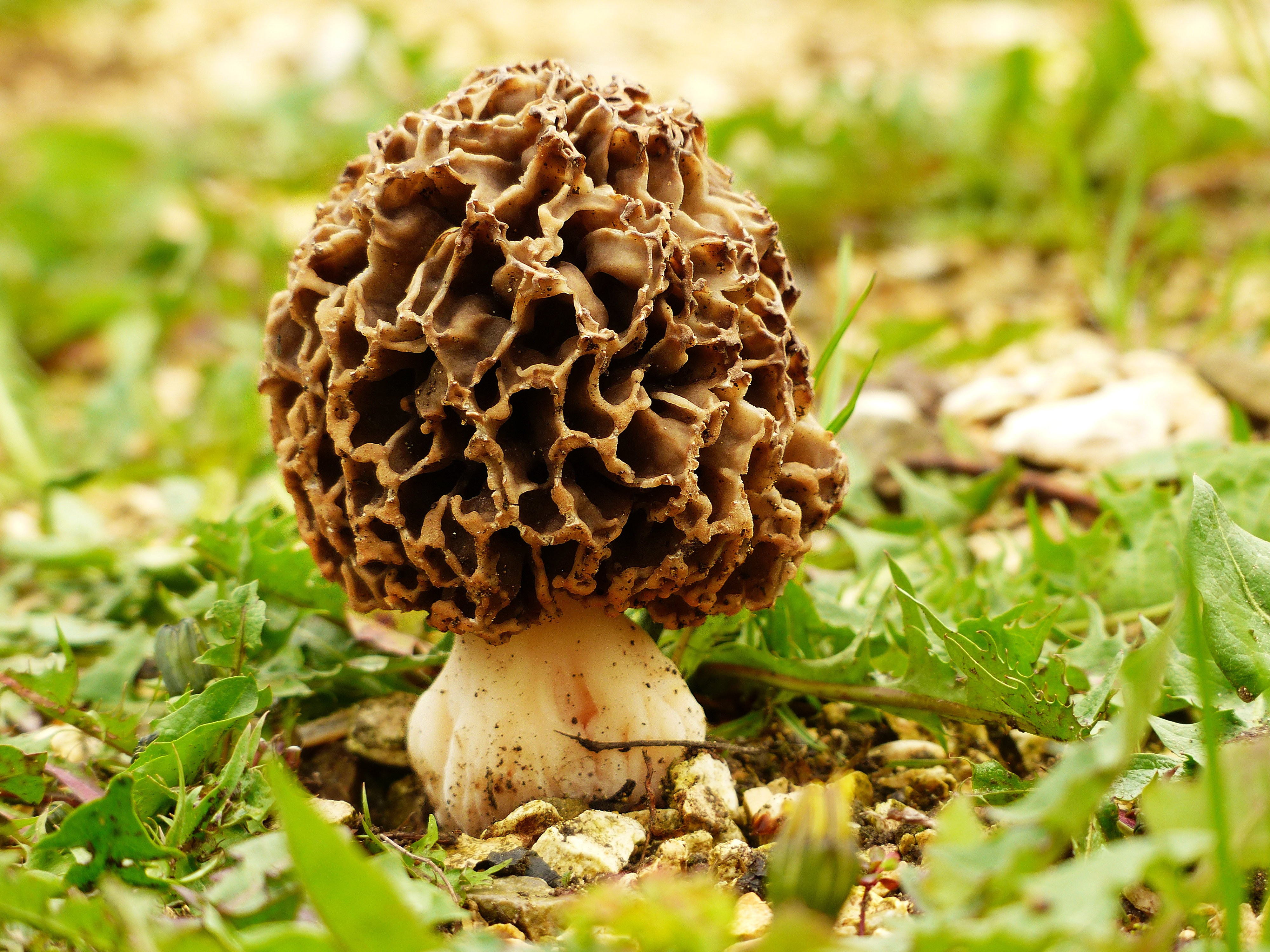 Morel Mushrooms Picture
 Morel Mushroom Hunting Tips