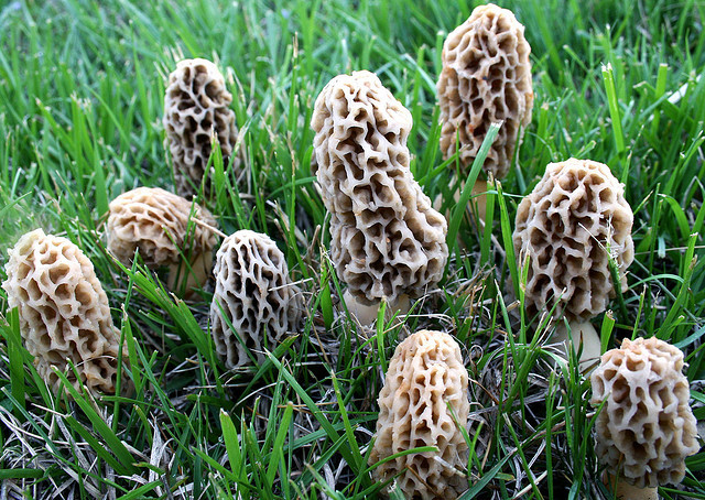 Morel Mushrooms Picture
 Morel Mushrooms The New Gold Rush – The Siskiyou