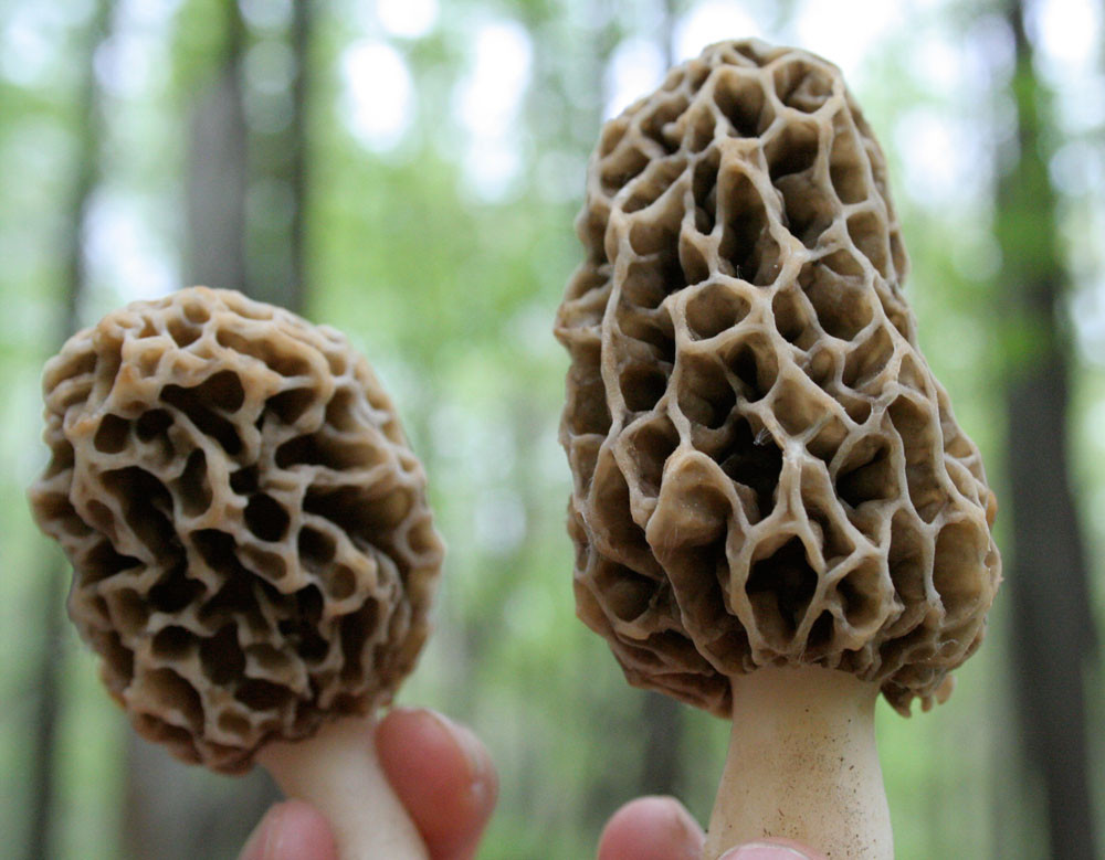 Morel Mushrooms Picture
 The Mushroom Forager – 2012