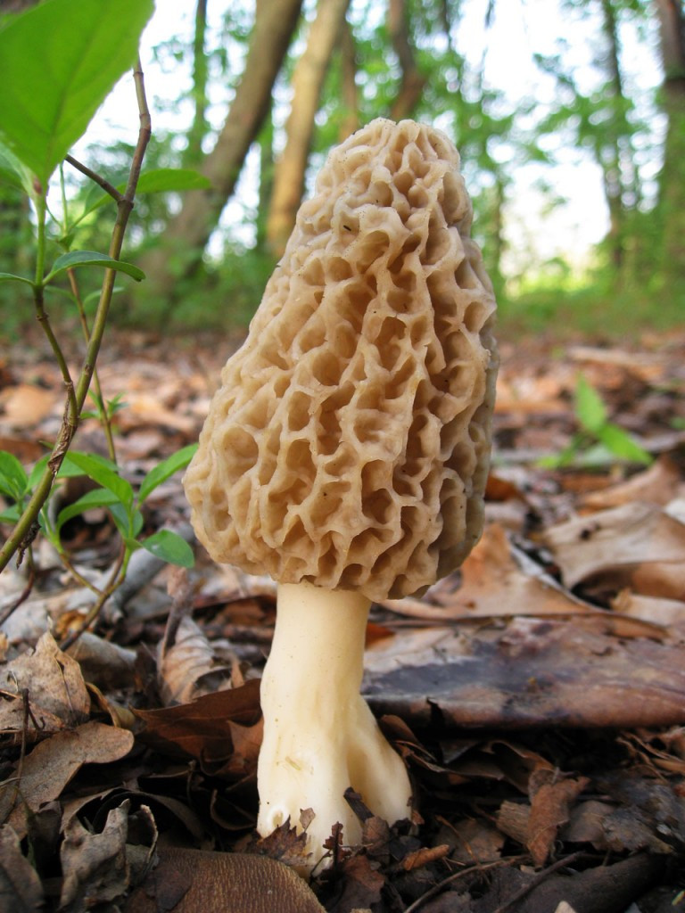 Morel Mushrooms Picture
 How magic mushrooms work