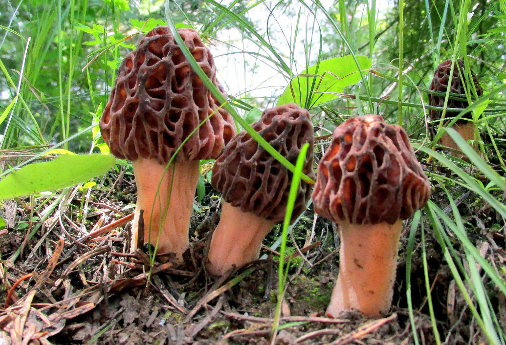 Morel Mushrooms Picture
 Morel rules vary by forest but all prohibit mercial