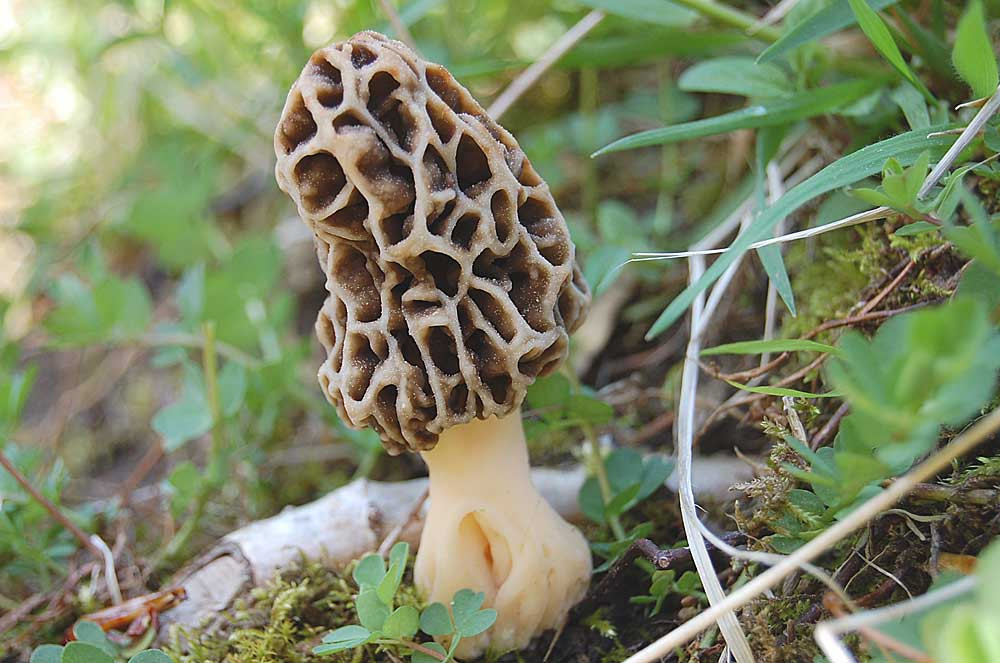 Morel Mushrooms Picture
 Guide to Midwest Morel Festivals