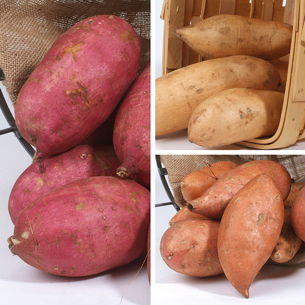 Potato A Vegetable
 Sweet Potato Collection from Mr Fothergill s Seeds and Plants