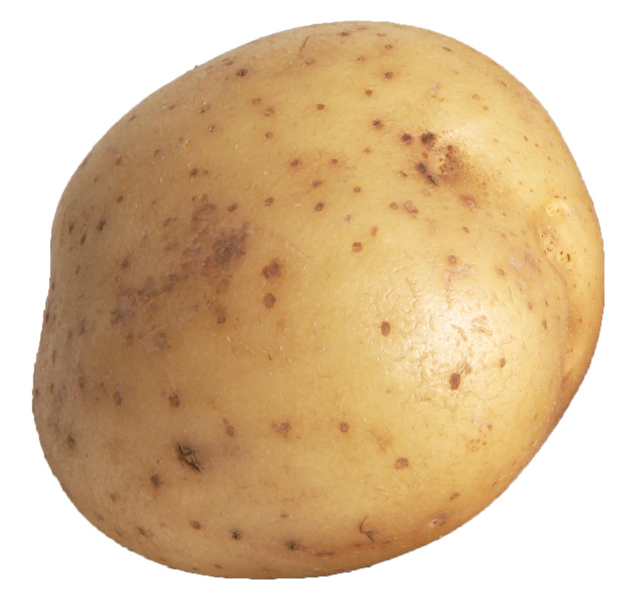 Potato A Vegetable
 Potato Days 2014