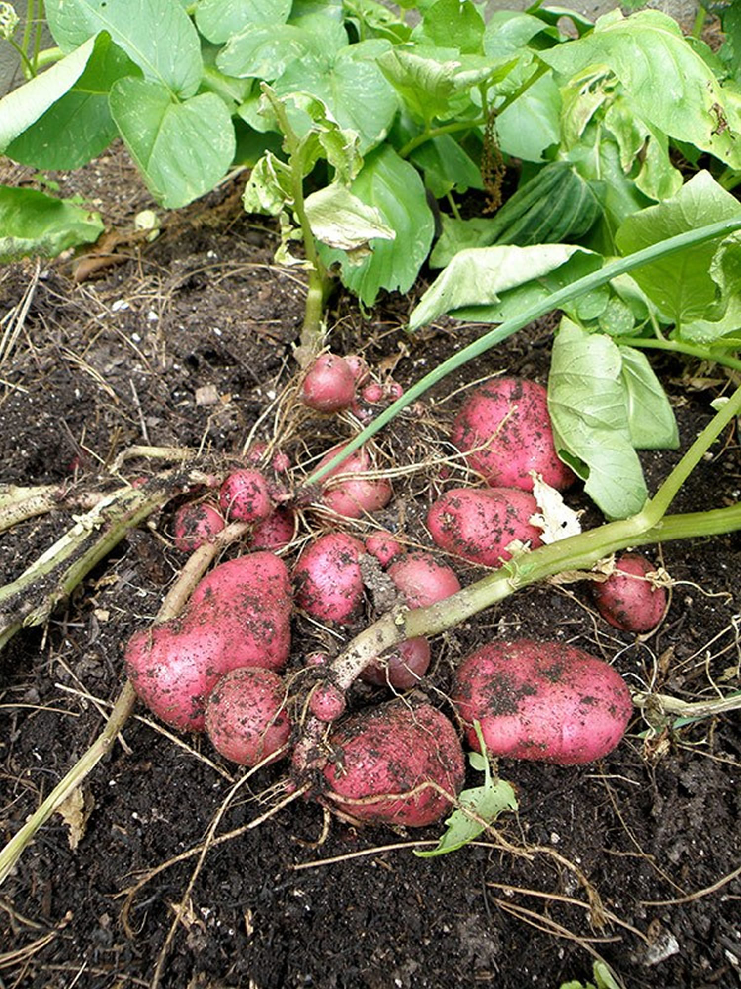 Potato A Vegetable
 Potato Nutrition Facts Calories Fiber Fat Carbs and