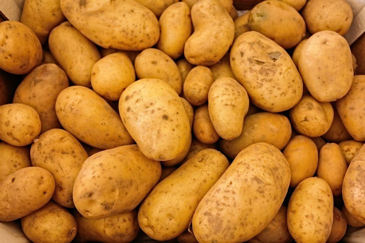 Potato A Vegetable
 The problem with potatoes The Nutrition Source