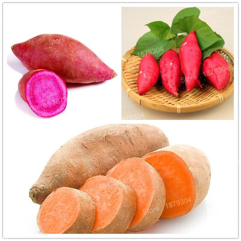 Potato A Vegetable
 100pcs bag sweet potato seeds Ve ables Seeds fresh food