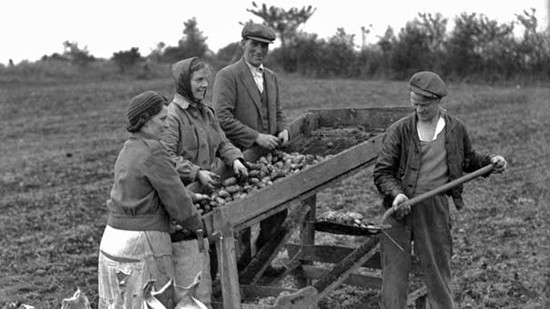 Potato Famine Years
 Irish potato famine mystery finally solved 168 years