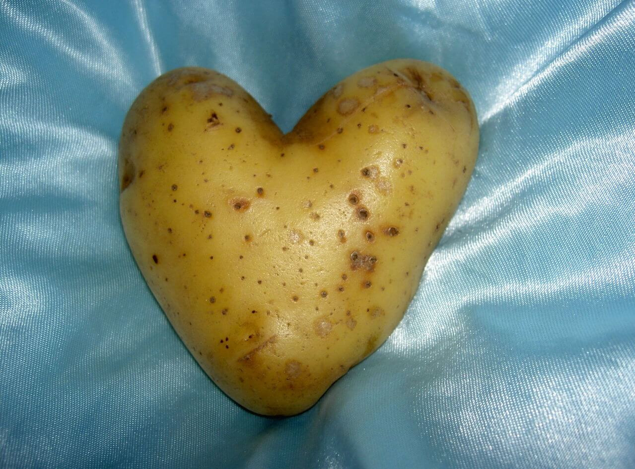 Potato For A Heart
 Moving to Boise Cento Family Moving and Storage