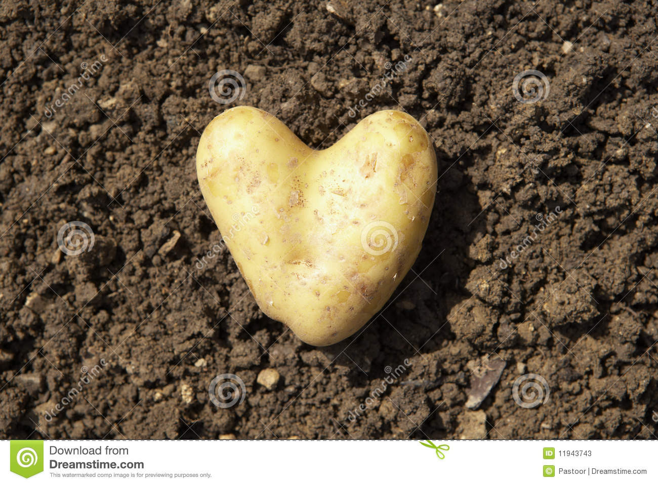 Potato For A Heart
 Heart Shaped Potato Stock s Image