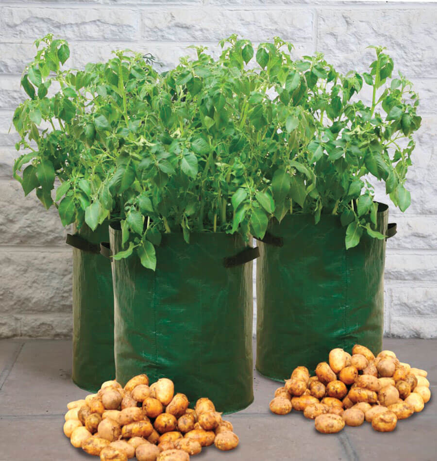 Potato Grow Bags
 Potato Grow Bags