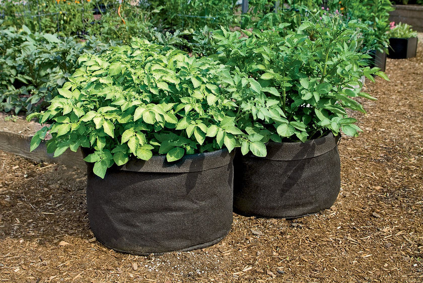 Potato Grow Bags
 Growing Potatoes in Bags 2 Little Supeheroes2 Little