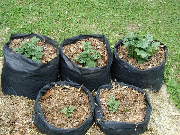 Potato Grow Bags
 Make your own potato grow bags