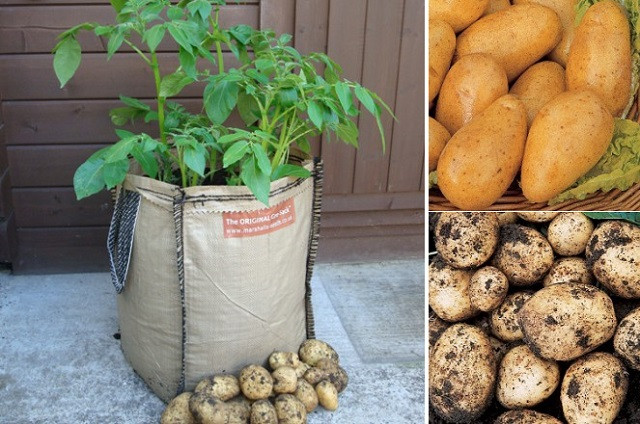 Potato Grow Bags
 How To Grow Potatoes In Planter Bags Sacks… – Eco Snippets